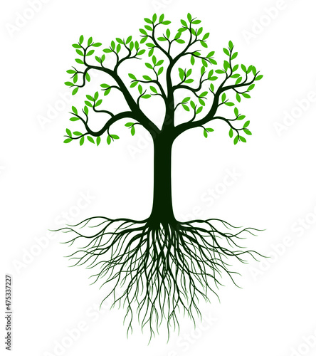 Green Spring Tree with Roots. Vector outline Illustration. Plant in Garden.