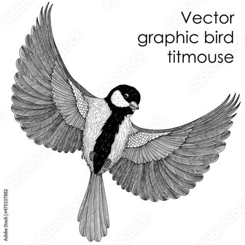 Vector illustration of a graphic linear bird, a bluebird in flight