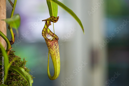 Closeup shot of a tropical pitcher plant photo