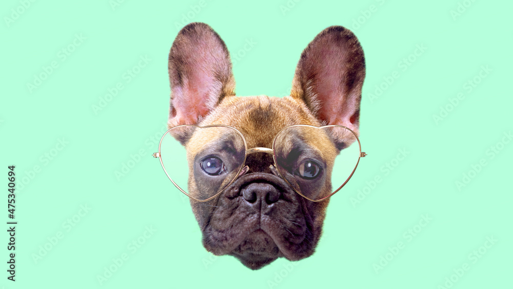 Puppy french bulldog dog with glasses