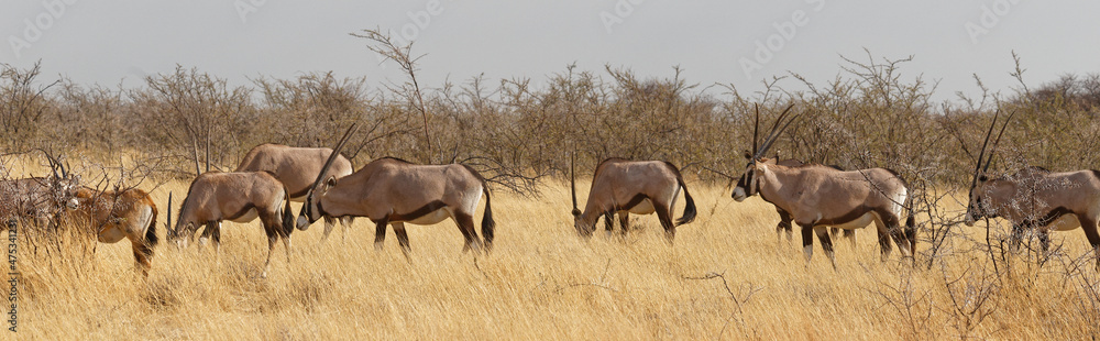 Fototapeta premium Oryxe in Odongab