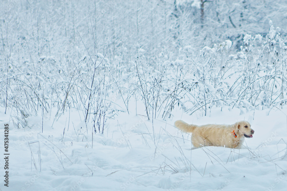 white Labrador dog closeup photo on snowy forest background