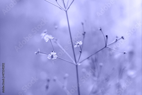 Small flowers violet background. Color of the year 2022 Very Peri.