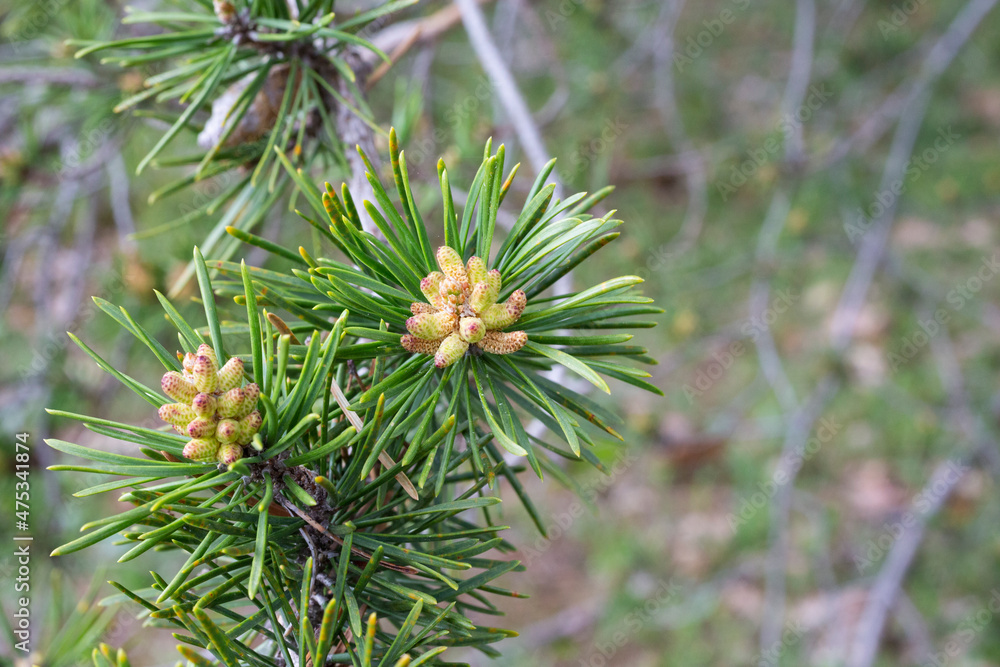 fresh young pine buds, heatlhy drug in alternative medicine. Flowering fresh young pine buds, heatlhy drug in alternative medicine. Flowering