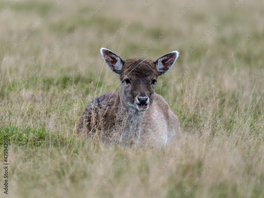 Fototapeta premium Fallow Deer Doe Close up