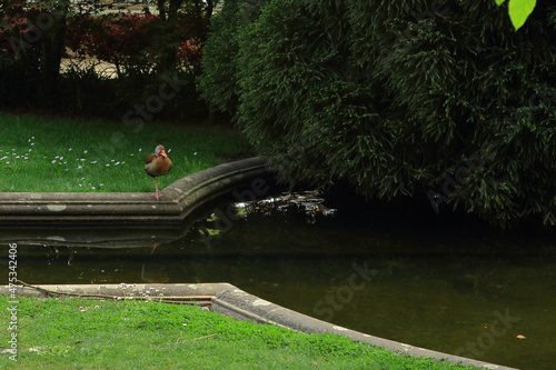 Photos Pato en el estanque