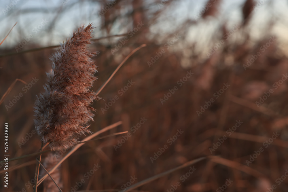 Beautiful reed plant outdoors, closeup. Space for text Beautiful reed plant outdoors, closeup. Space for text