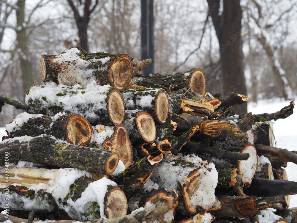 Fototapeta premium firewood in the snow