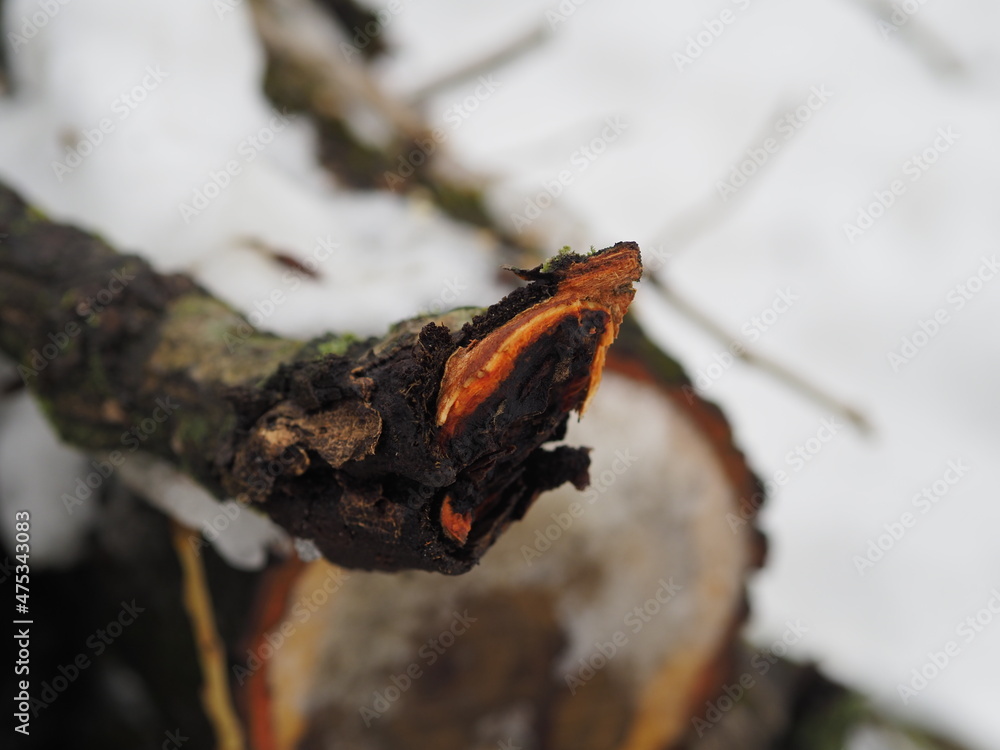 Fototapeta premium butterfly on tree