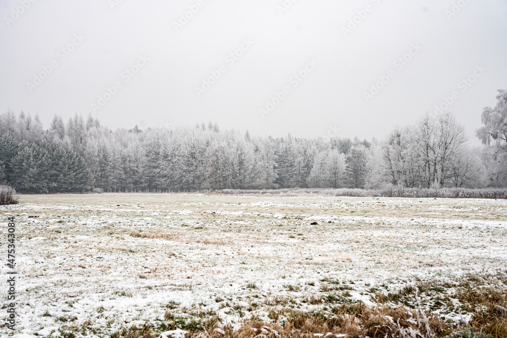 Zima, zimowy krajobraz, zimowe drzewa, oszronione drzewa, śnieg, zimowe krajobrazy, łąka zimą, Polska zimą,  - obrazy, fototapety, plakaty 