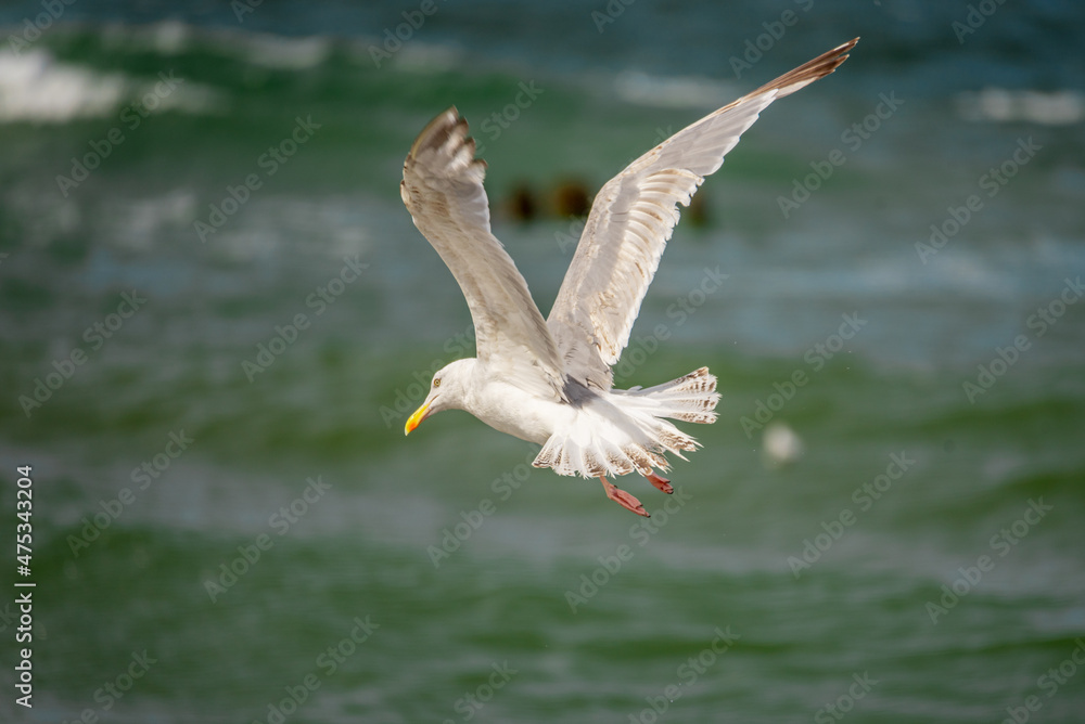 A soaring seagull on the background of the sea. A soaring seagull on the background of the sea.