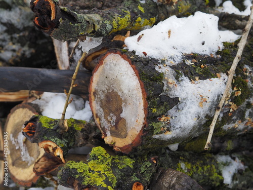 firewood in the forest