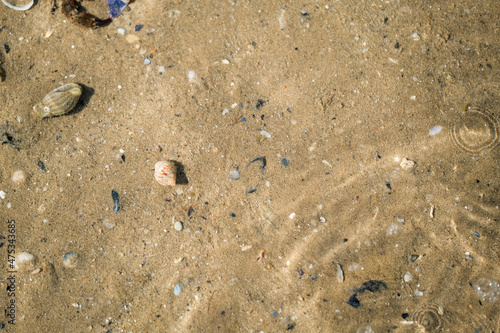 hermit crab on the beach of the mediterranean sea Fototapet