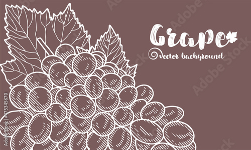Grape wine, grapes and vines - vector engraved illustration. Vintage bunch of grapes