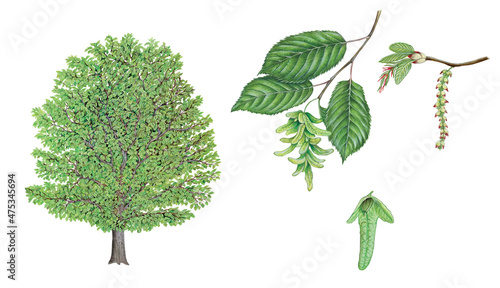 realistic watercolor hand drawn illustration of Hornbeam (Carpinus betulus) with tree, a brunch with leaves and flowers and seeds