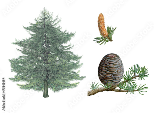 realistic botanic hand drawn watercolor illustration of Atlas cedar (Cedrus atlantica) with tree, flower,ì and a branch with pine cone isolated on white
A

 photo