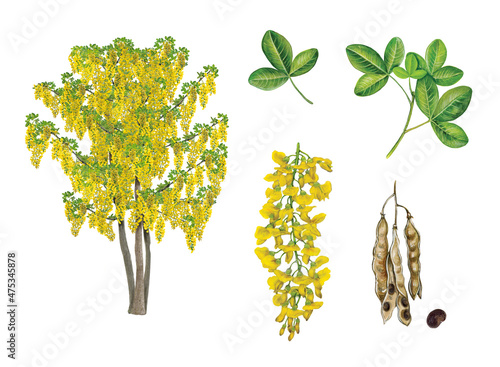 botanic realistic hand drawn watercolor illustration of laburnum, golden chain tree (Laburnum anagyroide) with tree, flower, leaves and seeds isolated on white photo