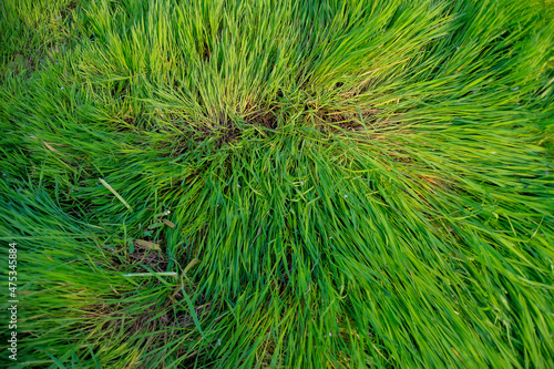 green long grass © Miroslav Bakoš