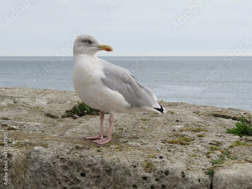 common gull perched on a rock with the sea in  the background