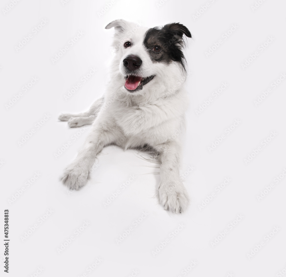 Black and white mongrel dog on empty light gray background with copy space.