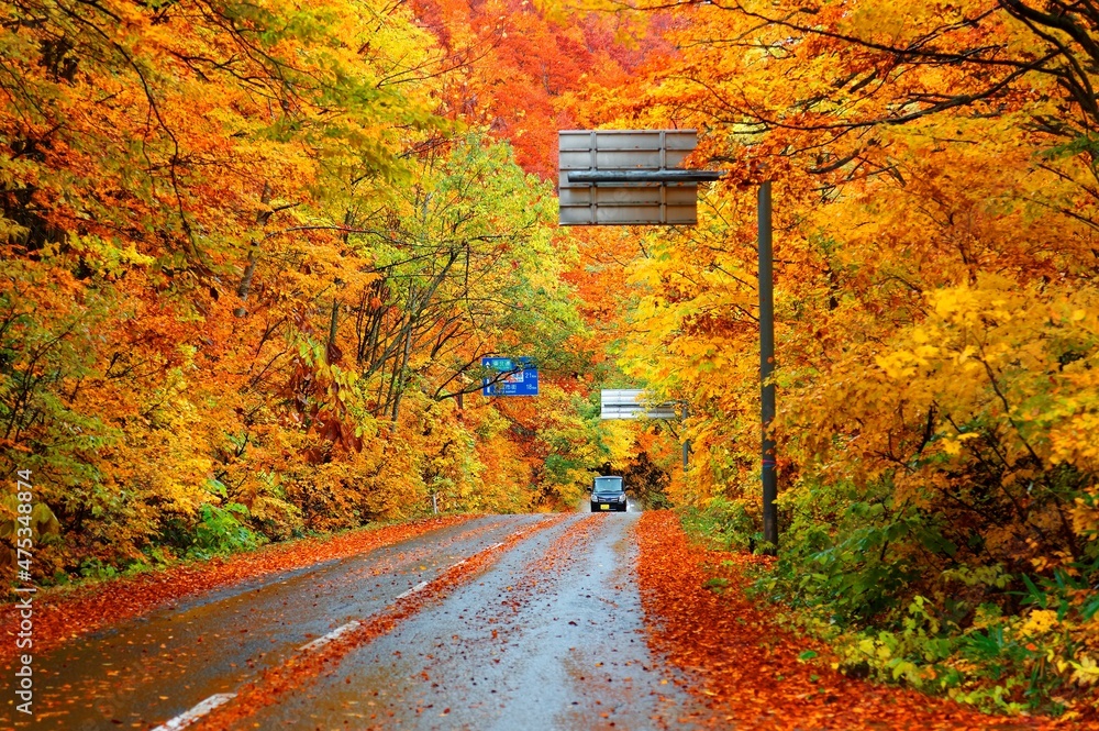 Naklejka premium Scenery of a car driving on a highway ( Hakkoda Towada Gold Line ) through a beautiful autumn forest on a rainy day with fallen leaves on the roadside in Towada Hachimantai National Park, Aomori Japan