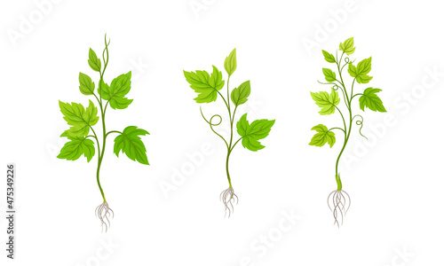 Young grape seedlings with root and green leaves vector illustration