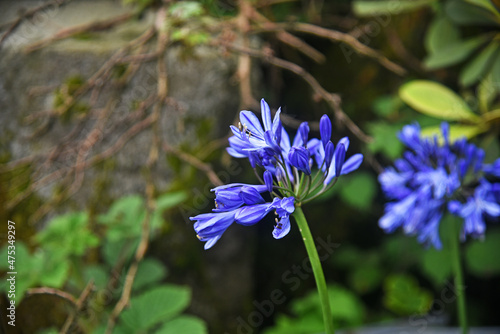 Blue agapanthus flower on blurred green background