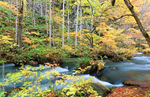 Mystical Oirase River flowing through an autumn forest with fallen leaves on mossy rocks in Towada Hachimantai National Park in Aomori, Japan ~ Beautiful scenery of Japanese countryside in fall season