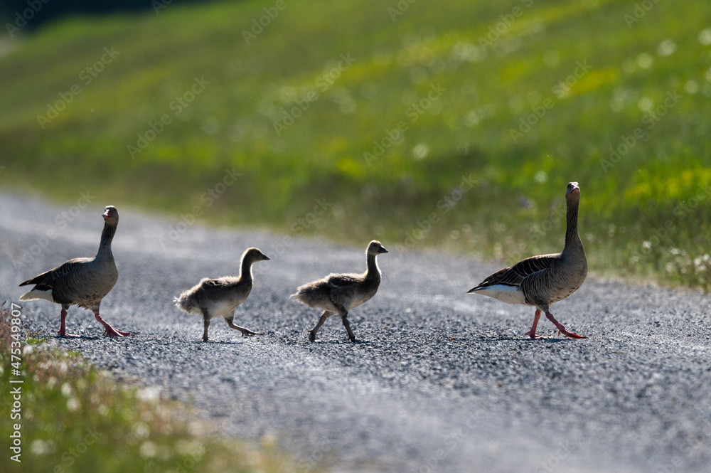 A Greylag goose family walking along a road A Greylag goose family walking along a road