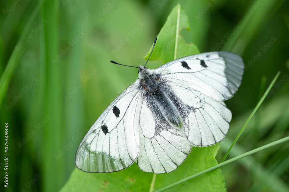 A clouded Apollo butterfly resting in a meadow A clouded Apollo butterfly resting in a meadow
