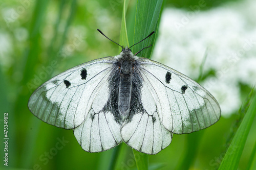 A clouded Apollo butterfly resting in a meadow