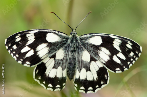A marbled white butterfly resting on a straw