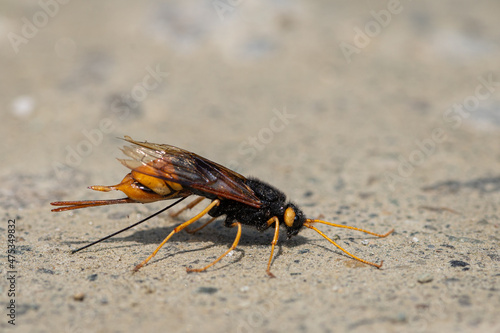 A giant woodwasp resting on the ground photo