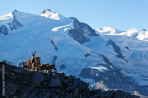 Lovely wild goats ( Alpine ibex ) on the edge of a rocky cliff, with majestic Gorner Glacier and snow capped mountains in background under blue sunny sky in Gornergrat, Zermatt, Valais, Switzerland