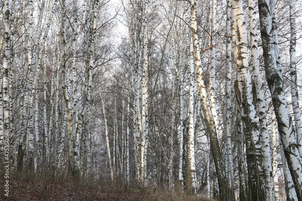 Young birches with black and white birch bark in winter in birch grove against background of other birches Young birches with black and white birch bark in winter in birch grove against background of other birches