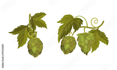 Fresh hop with cones set. Organic natural malt ingredient for alcohol drinks production vector illustration