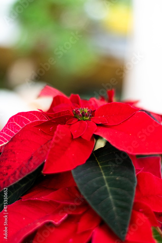 Closeup Red decorative Christmas poinsettia with copy space and  blurred background