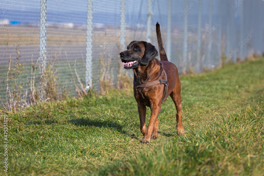 bavarian mountain dog walks along a fence