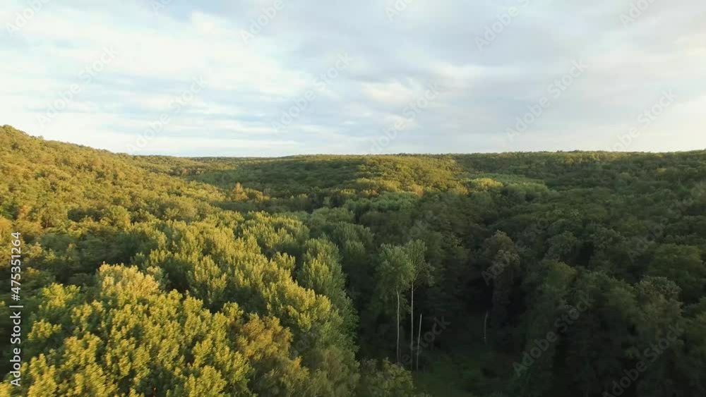 flying over a dense forest at sunset flying over a dense forest at sunset