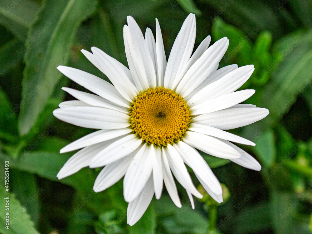 Obraz premium Margarida