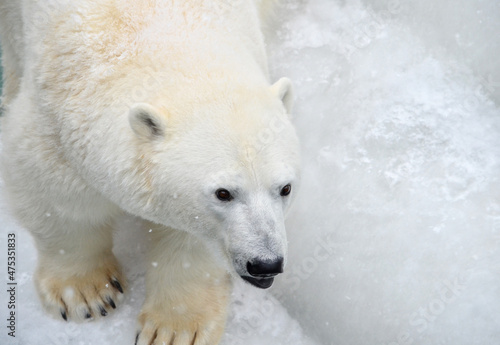 portrait of a polar bear in the snow