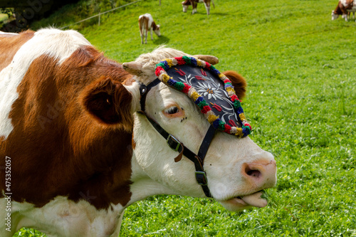 Decorated 'Fleckvieh' cattle during the 'Almabtrieb' in the Austrian Alps photo