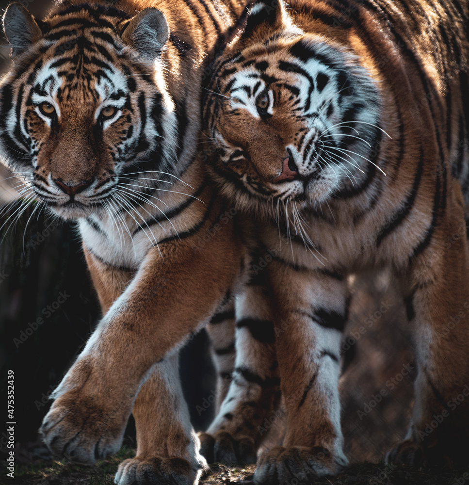Obraz premium Tigers