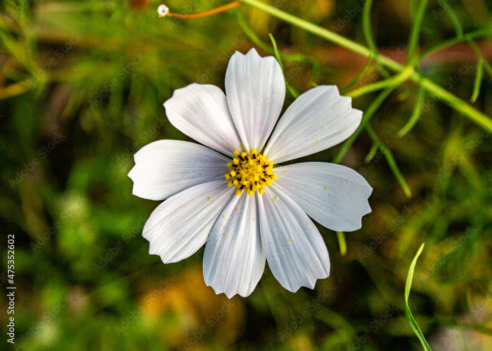 White Flower White Flower