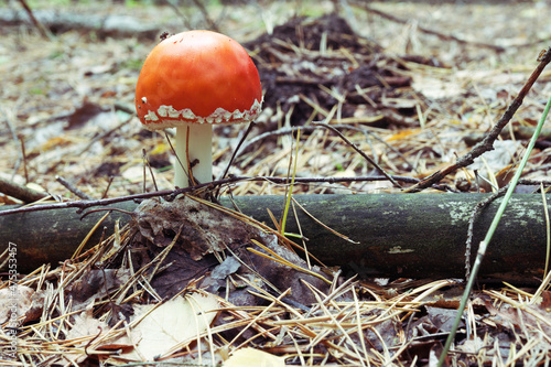 fly agaric. Young fresh small poisonous mushroom with red domed cap and white rim of spots at the edge. behind wet log of mossy tree, among fallen pine needles, on autumn nature view photo