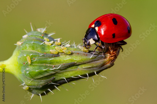 Close-up of a ladybird eating an aphid