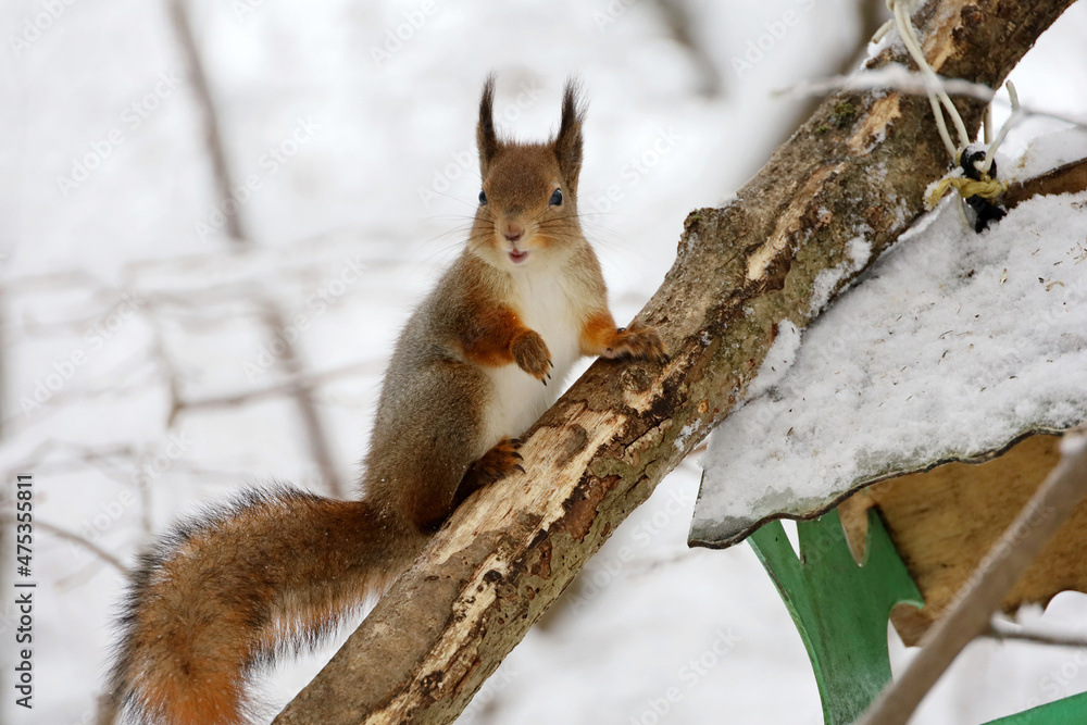 Red squirrel sitting on a tree branch near the bird feeder. Winter park with snow covered trees Red squirrel sitting on a tree branch near the bird feeder. Winter park with snow covered trees