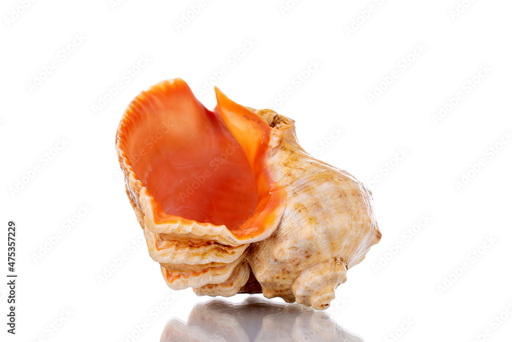 One sea shell, close-up, isolated on white.