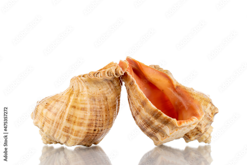 Two sea shells, close-up, isolated on white. Two sea shells, close-up, isolated on white.