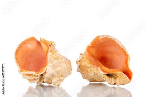 Two sea shells, close-up, isolated on white.